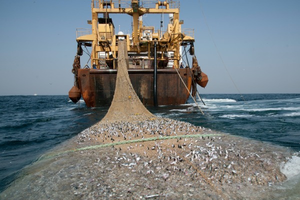 AFRIKA SCH 24 SCHEVENINGEN, dutch super trawler fishing 30 miles off the coast of Mauritania, fish net